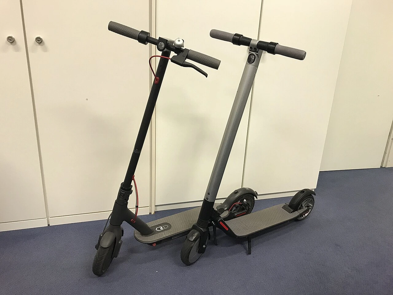 Can You Keep a Bird Scooter in Your House? Indoor Care Tips